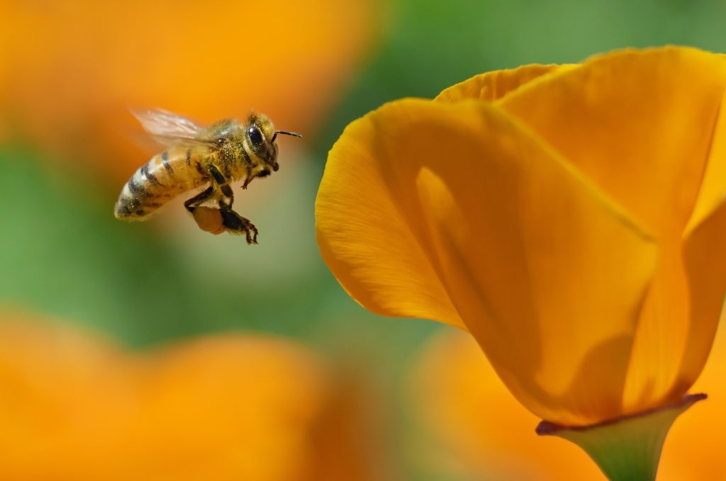 9 Ways To Help Save Bees And Other Pollinators – Smart Cents By FirstBank